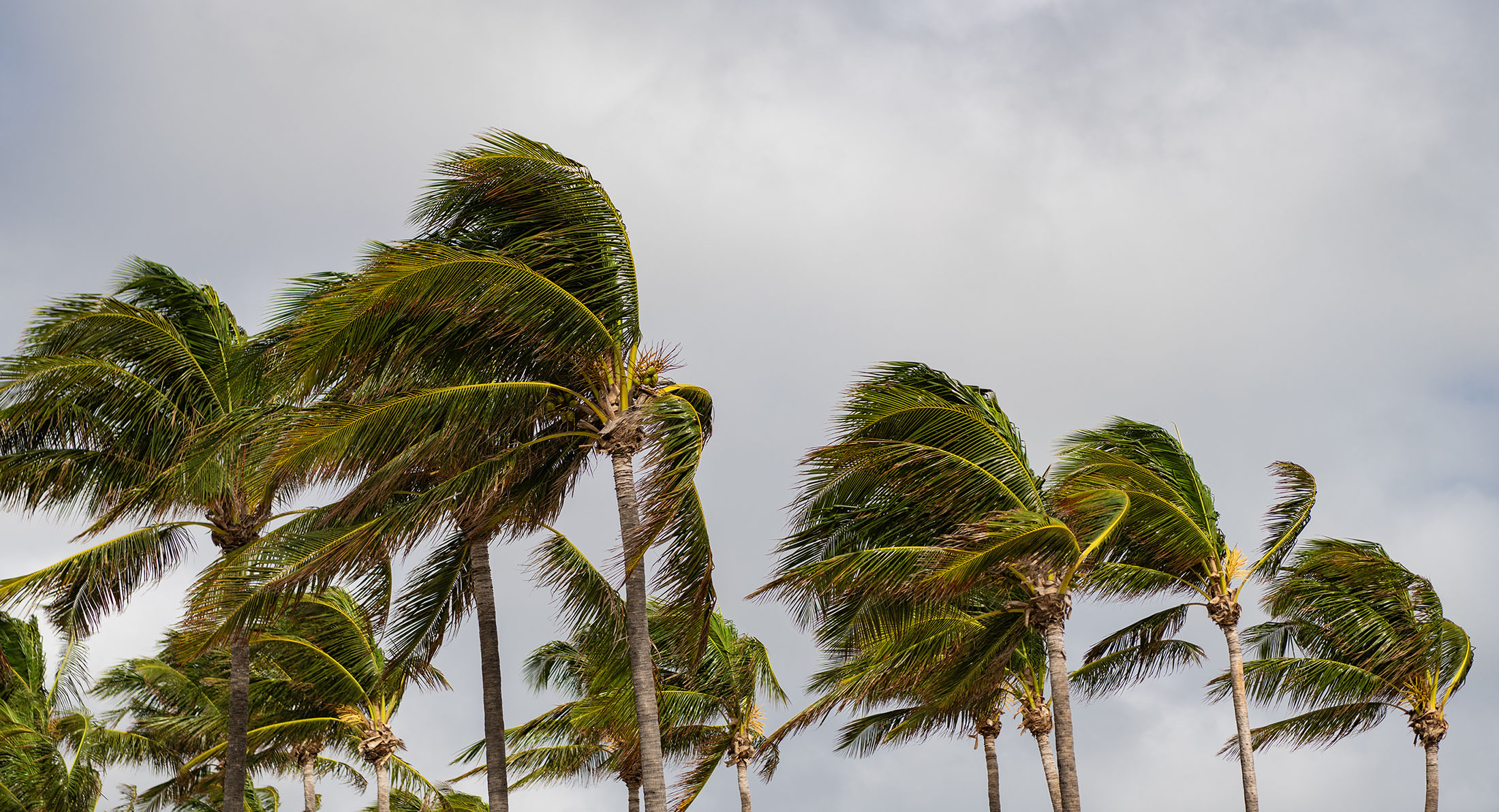 Palm tree on windy weather. Hurricane in Miami south beach, Florida. Palm tree in hurricane weather. Tropical beach in Miami. Tropical windy weather with palm tree. Strong wind. Exotic nature